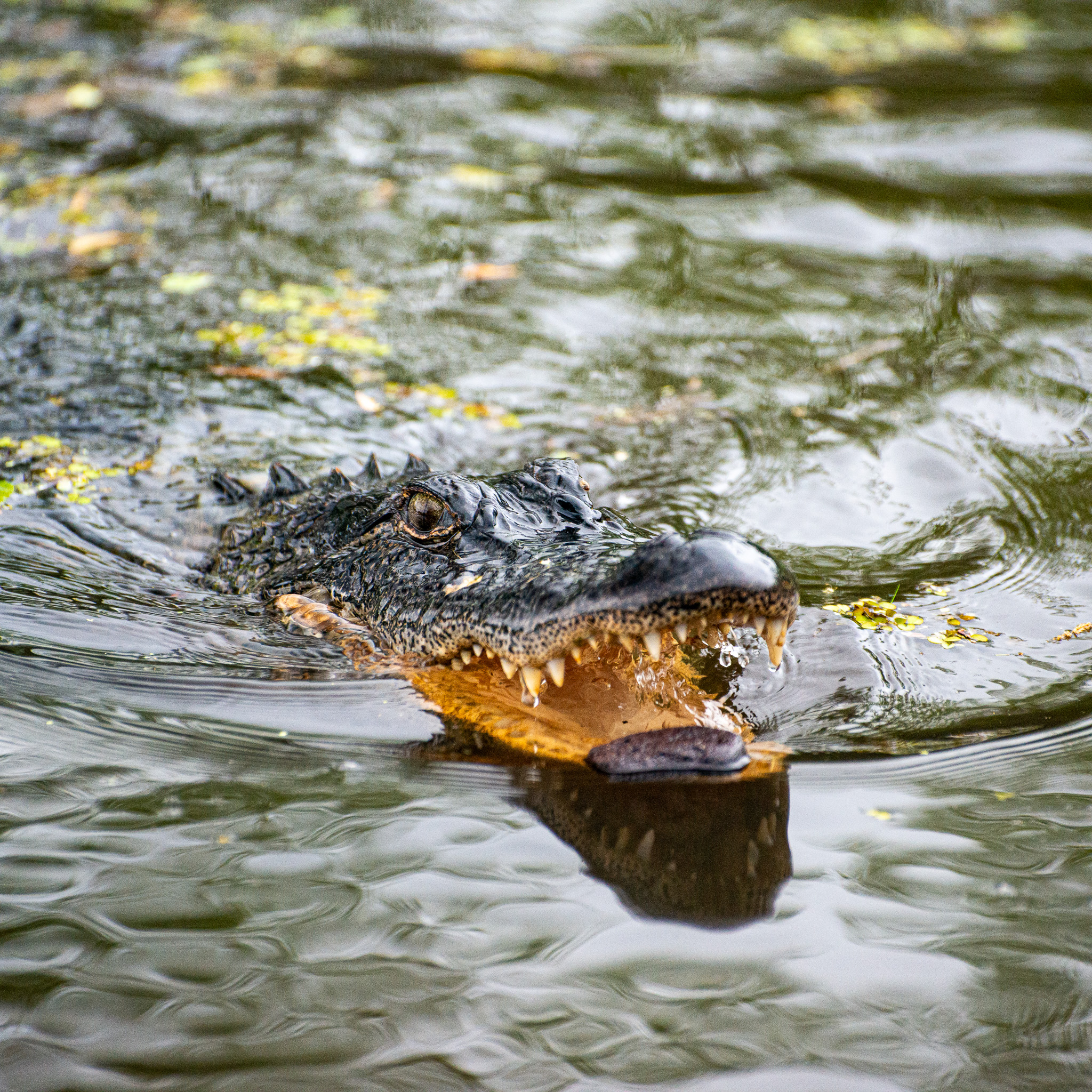 SWAMP CREATURES · 2025 · DIGITAL CAMERA